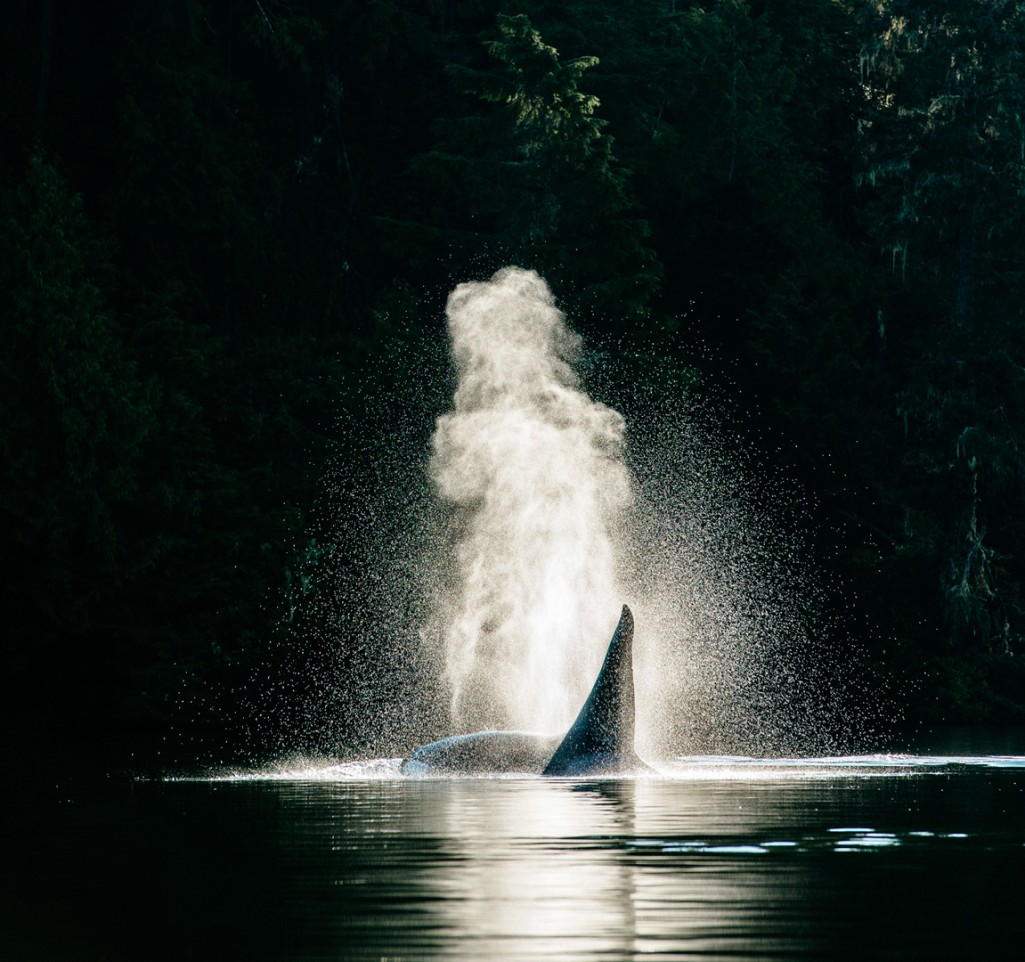 Whale Watching In Tofino - Tofino Resort + Marina