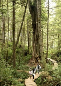 hot springs tofino bc