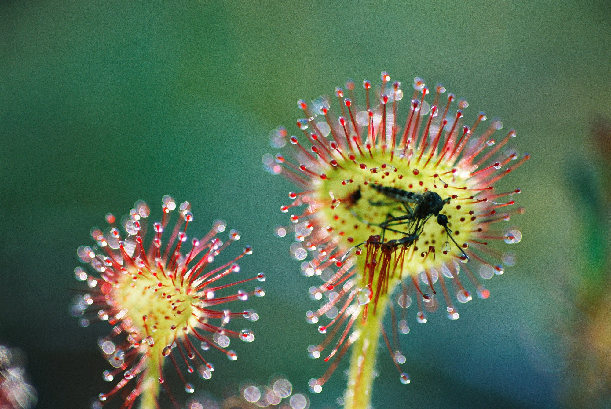 how-does-a-sundew-plant-eat