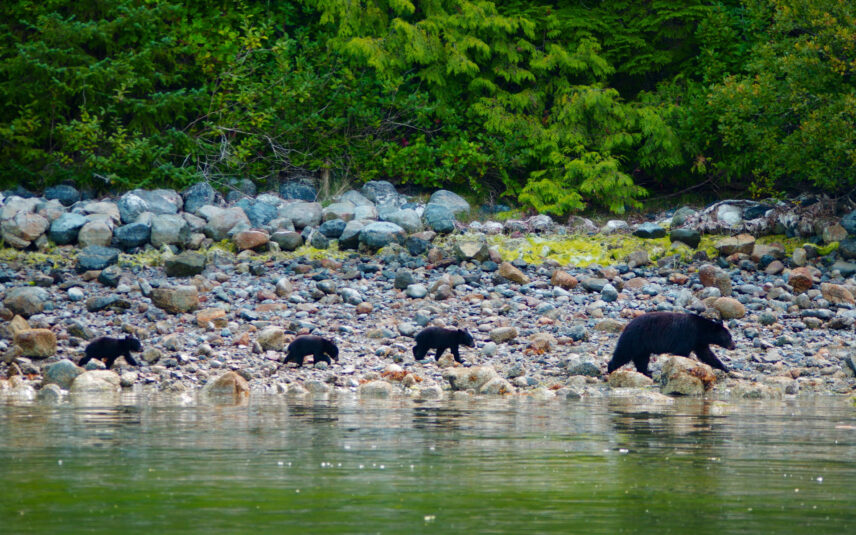 Black bear walking along the shoreline with lush green forest in the background