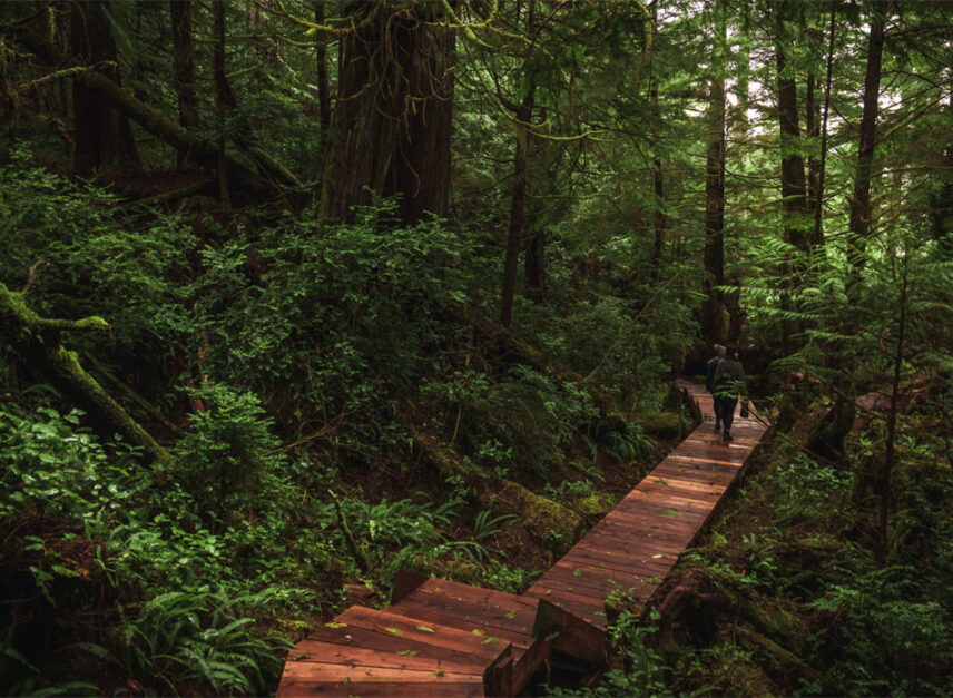 Wooden boardwalk winding through the lush rainforest of the Big Tree Trail