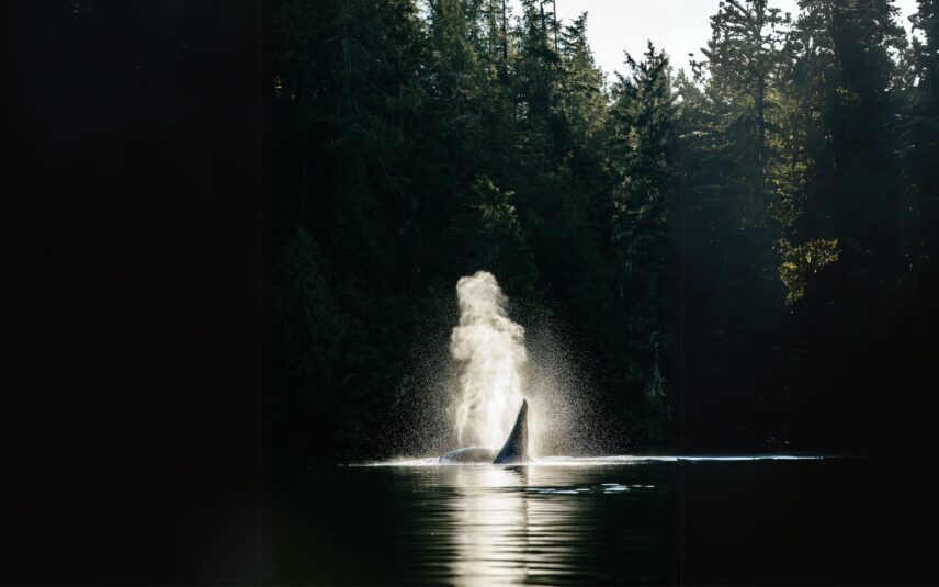 Orca whale spouting near the shoreline with dense forest behind