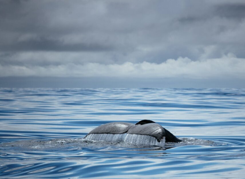 A majestic whale tail rising from the ocean with sun reflecting off the water