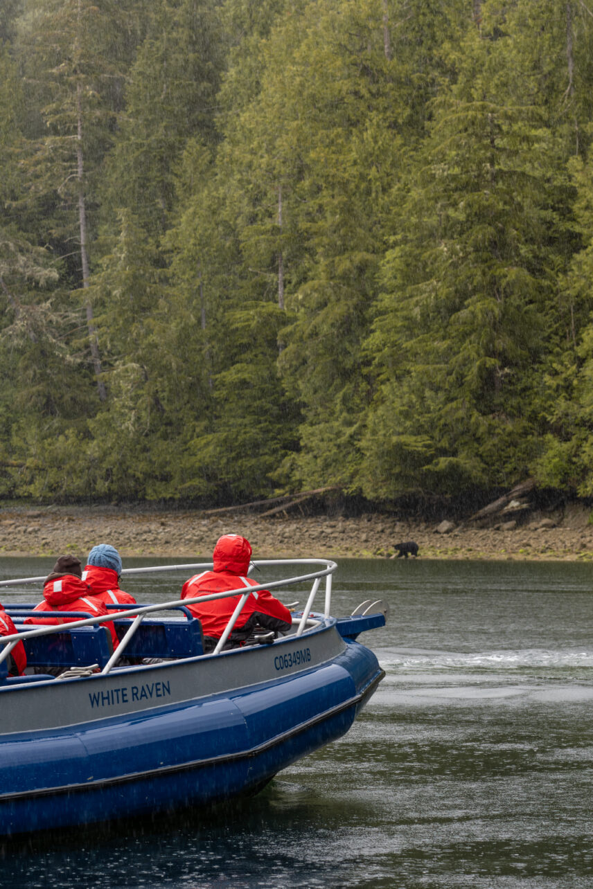 Zodiac boat with guest looking at a bear on the shoreline