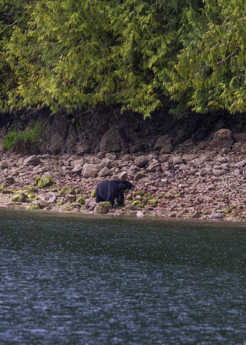 Bear on the shoreline in Tofino Inlet