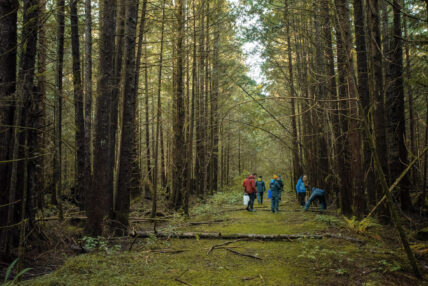 People foraging in the forest