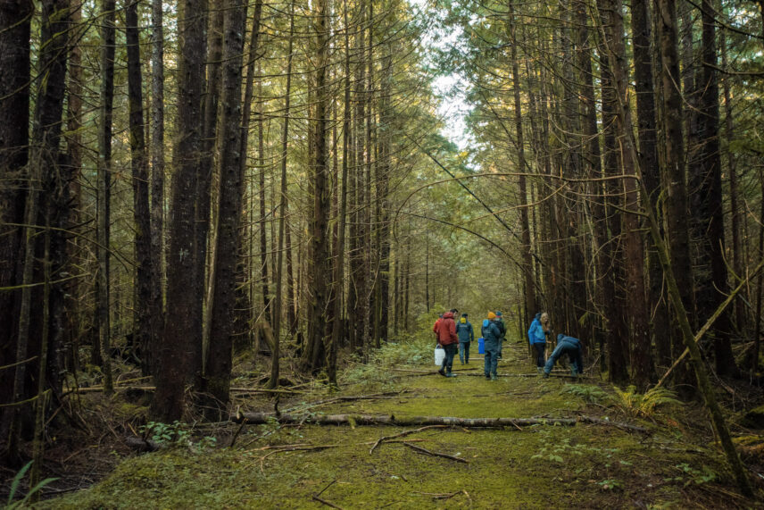 People foraging in the forest