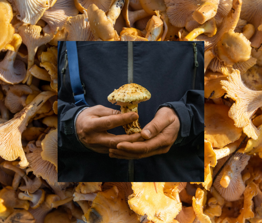 Foraged mushrooms with a photo overlay of a person holding a mushroom