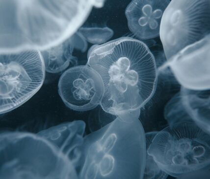 A bloom of moon jellyfish