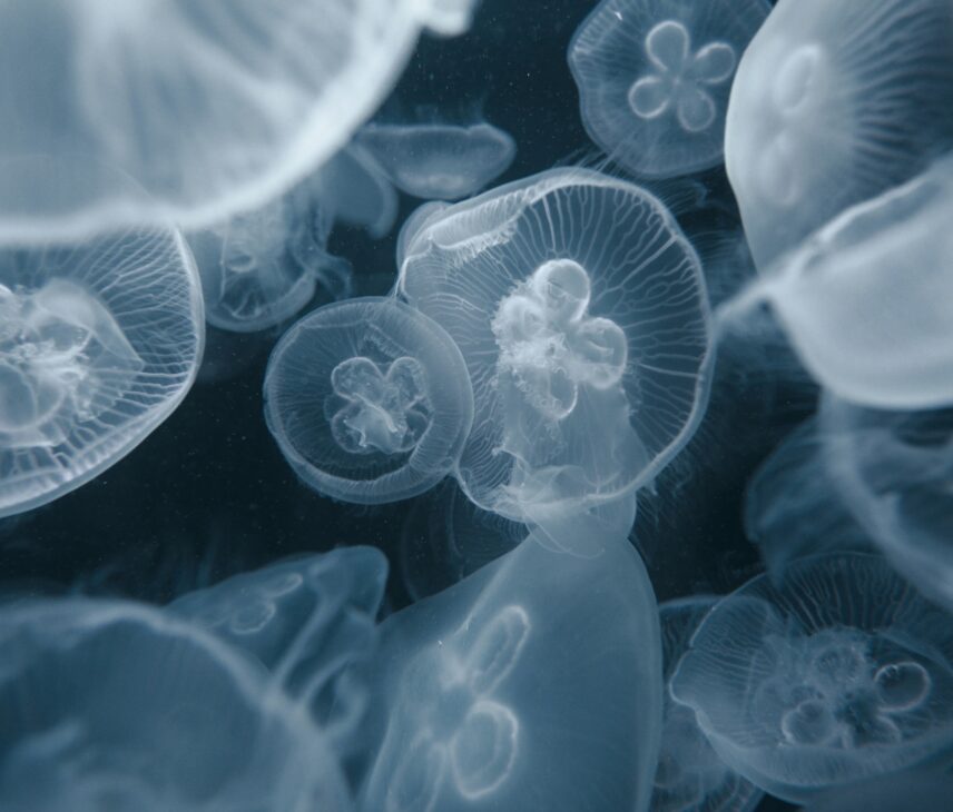 A bloom of moon jellyfish