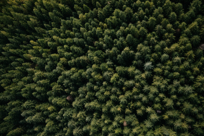 A forest of evergreen trees from above