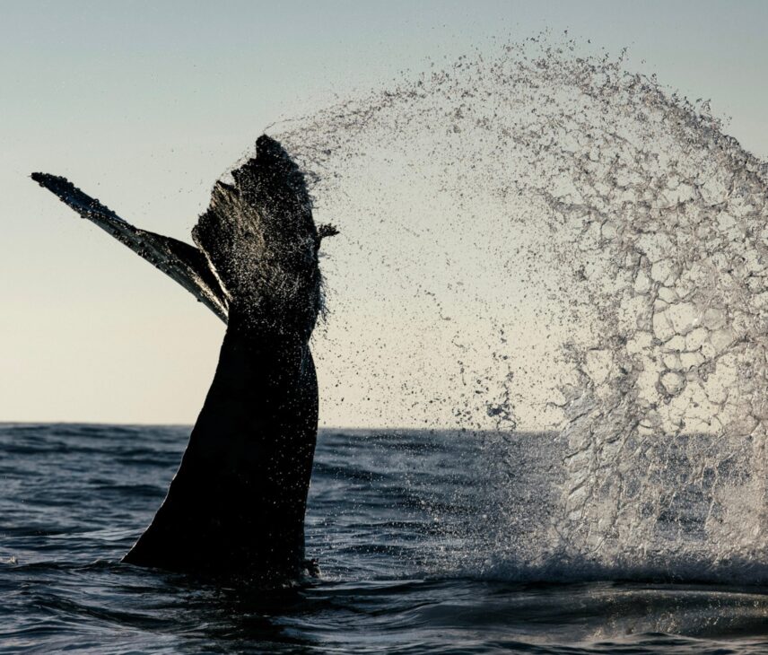 whale tail splashing