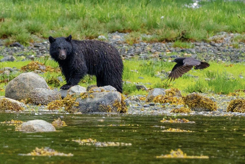 coastal black bear against vibrant grass with a bird flying in front of it