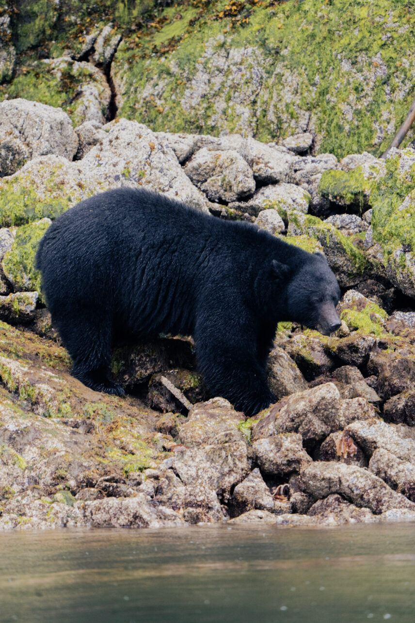 coastal black bear on rocks in spring in tofino