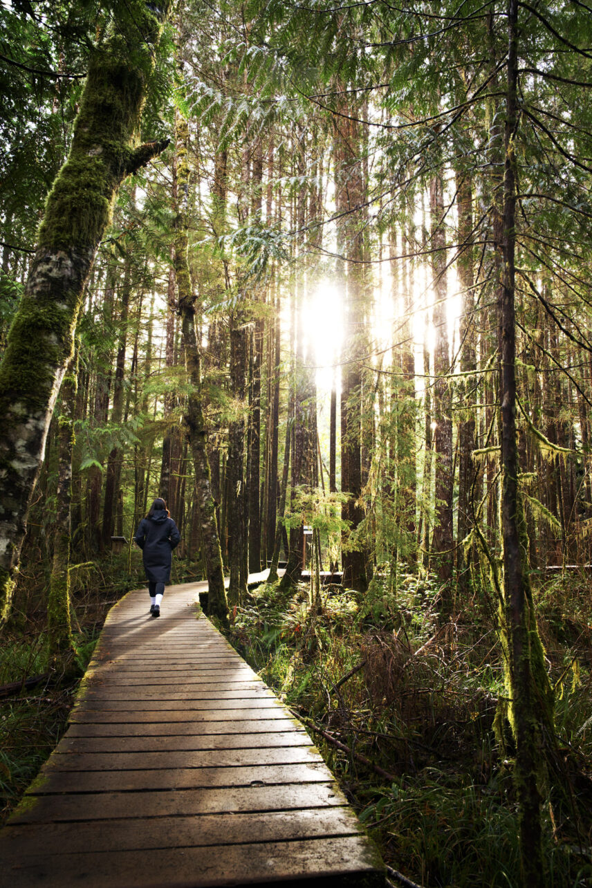 sun beaming through the trees in tofino forest with a boardwalk