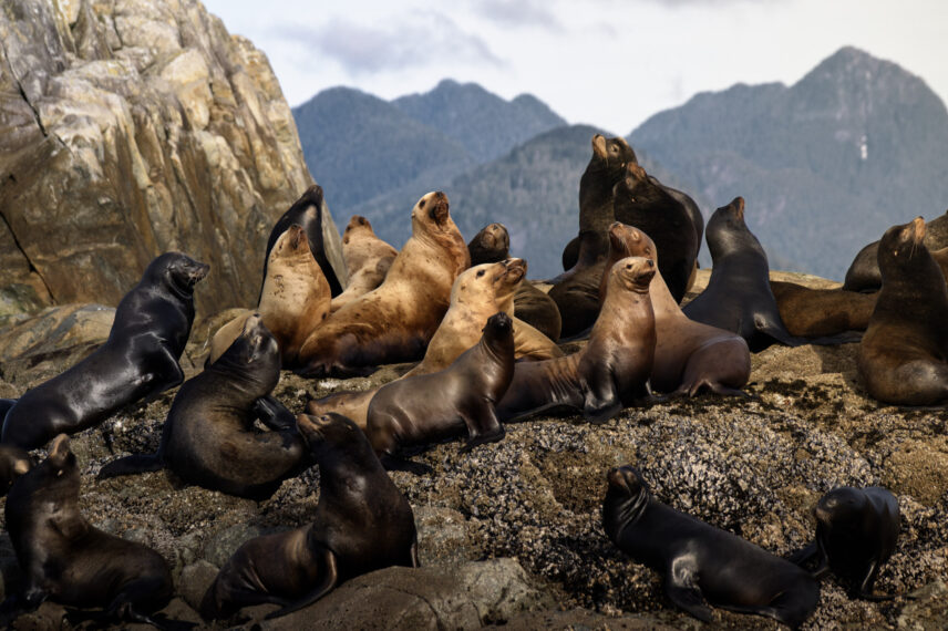 sea lions on rocks in spring in tofino