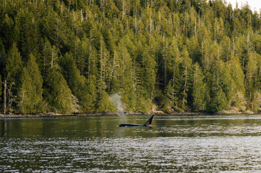 orcas swimming in the ocean with a lush green backdrop