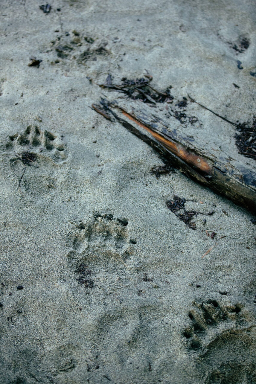 Coastal black bear footprints in the sand