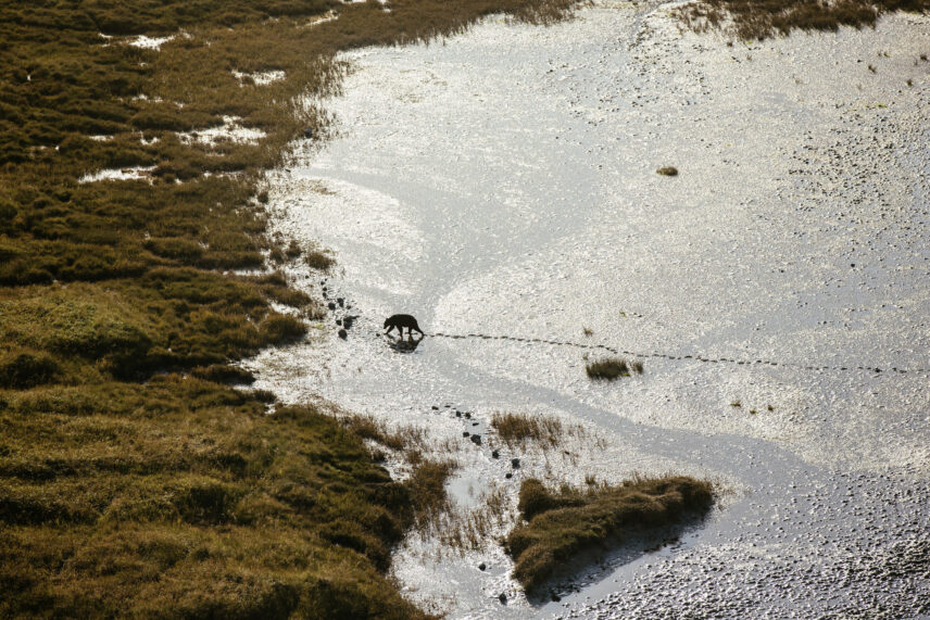 Bear walking along the sand and marsh from above