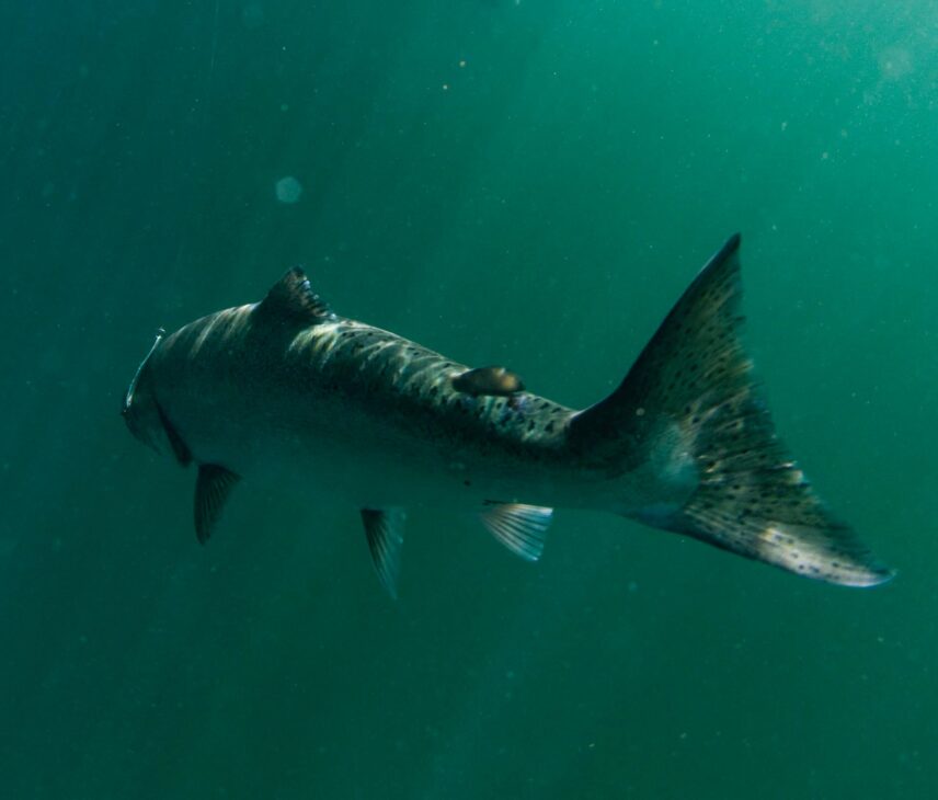 Salmon swimming in the ocean