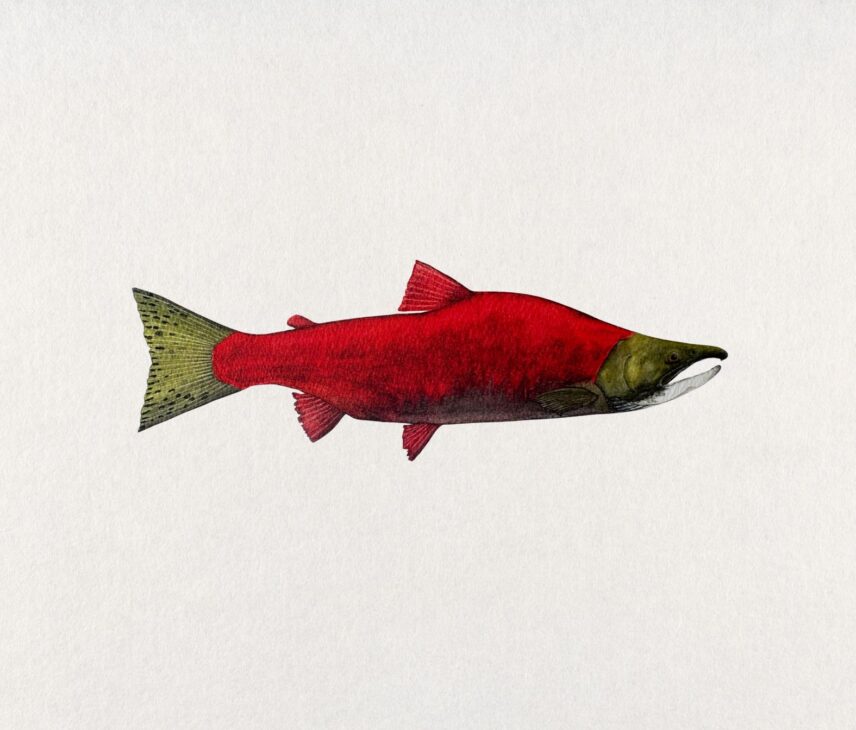 salmon painting